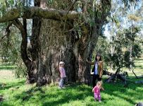 Tuart  "Grey Giant" : Eucalyptus gomphocephala