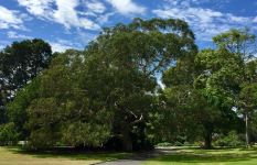 Gum - Maiden's  : Eucalyptus maidenii