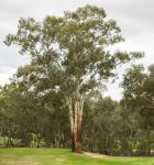 Gum - Yellow : Eucalyptus leucoxylon