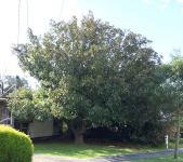 Magnolia : Magnolia grandiflora
