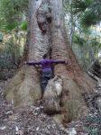 Tallowwood "Big Foot" : Eucalyptus microcorys