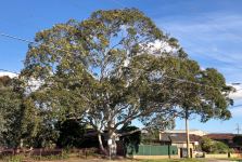 Gum - Lemon Scented : Corymbia citriodora
