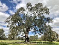 Gum - River Red : Eucalyptus camaldulensis