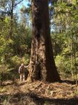 Blackbutt - Swan River, Yarri : Eucalyptus patens