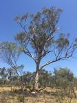 Wandoo - Wheatbelt : Eucalyptus capillosa