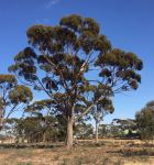 Blackbutt - Kondinin : Eucalyptus kondininensis