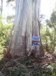 Gum - Manna, Ribbon : Eucalyptus viminalis