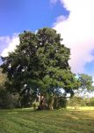 Fig - Deciduous : Ficus superba var. henneana