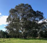 Woollybutt   "John Big Boote" : Eucalyptus longifolia