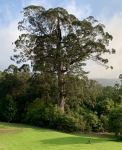Box - White-topped : Eucalyptus quadrangulata