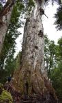Mountain Ash "Wayatinah Titan" : Eucalyptus regnans