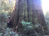 Brown Barrel : Eucalyptus fastigata