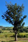 Pine - Kauri : Agathis robusta