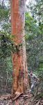 Gum - Grey, Small Fruited : Eucalyptus proquinqua