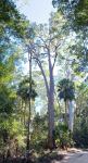 Bloodwood - Pink : Eucalyptus intermedia
