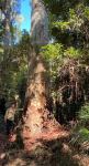 Gum - Flooded : Eucalyptus grandis
