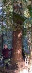 Silky Oak : Grevillea robusta