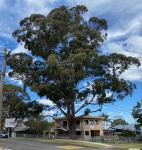 Wollongong Woollybutt : Eucalyptus saligna X Eucaluptus botryoides