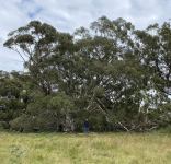 Gum - Giant White : Eucalyptus nobilis