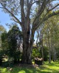 Gum - Forest Red : Eucalyptus teriticornis