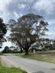 Gum - Manna Rough-barked : Eucalyptus viminalis subsp pryoriana