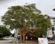 Gum - Sydney Red, Rusty : Angophora costata