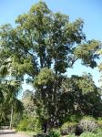 Crows Ash : Flindersia australis