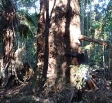 Gum - Flooded : Eucalyptus grandis