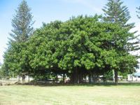 Rubber Tree : Ficus elastica