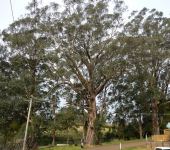 Brown Barrel : Eucalyptus fastigata