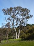 Gum - Pink : Eucalyptus fasciculosa