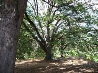 Oak - Algerian : Quercus canariensis