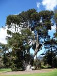 Cypress - Monterey : Cupressus macrocarpa 'Aurea saliga'