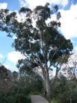 Box - Grey : Eucalyptus microcarpa
