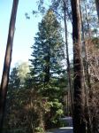 Redwood - Coast : Sequoia sempervirens