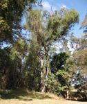 Black Iron Box : Eucalyptus raveretiana