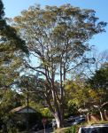 Gum - Sydney Red, Rusty, Smooth-barked Apple : Angophora costata