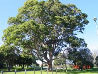 Gum - Sydney Red, Rusty, Smooth-barked Apple : Angophora costata