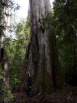 Mountain Ash "Centurion"  - tallest tree in Australia : Eucalyptus regnans