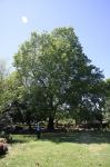 Liquidambar : Liquidambar styraciflua