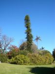 Pine - Cook : Araucaria columnaris