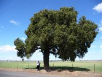 Kurrajong : Brachychiton populneus