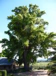 Camphor Laurel : Cinnamomum camphora