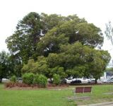 Toromeo : Ficus platypoda