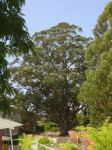 Blue Gum - Tasmanian : Eucalyptus globulus