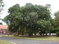 Cork : Quercus suber