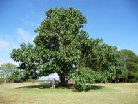 Paulownia : Paulownia fortunei