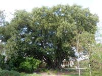 Fig - Moreton Bay : Ficus macrophylla