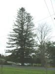 Norfolk Island Pine : Araucaria heterophylla