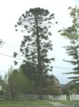 Bunya Pine : Araucaria bidwillii